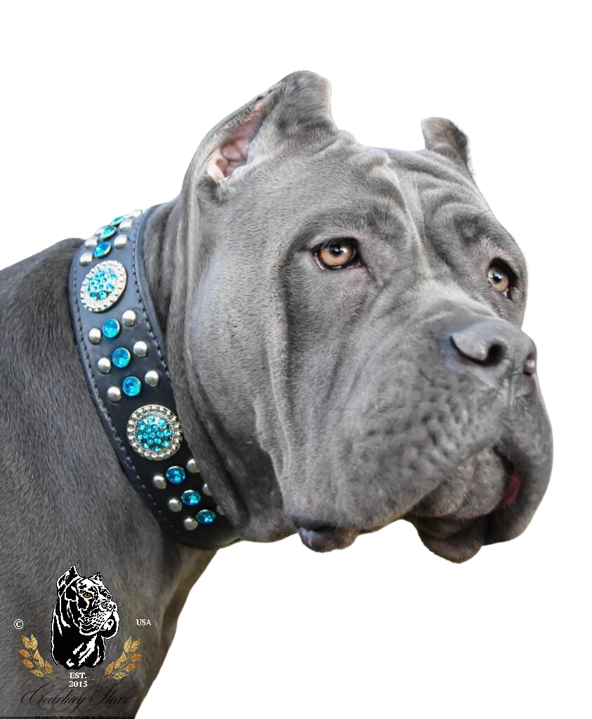 Aquamarine Blue Dog Collar