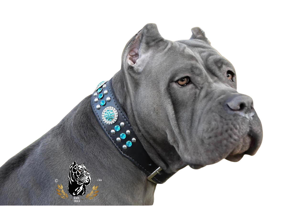 Aquamarine Blue Dog Collar